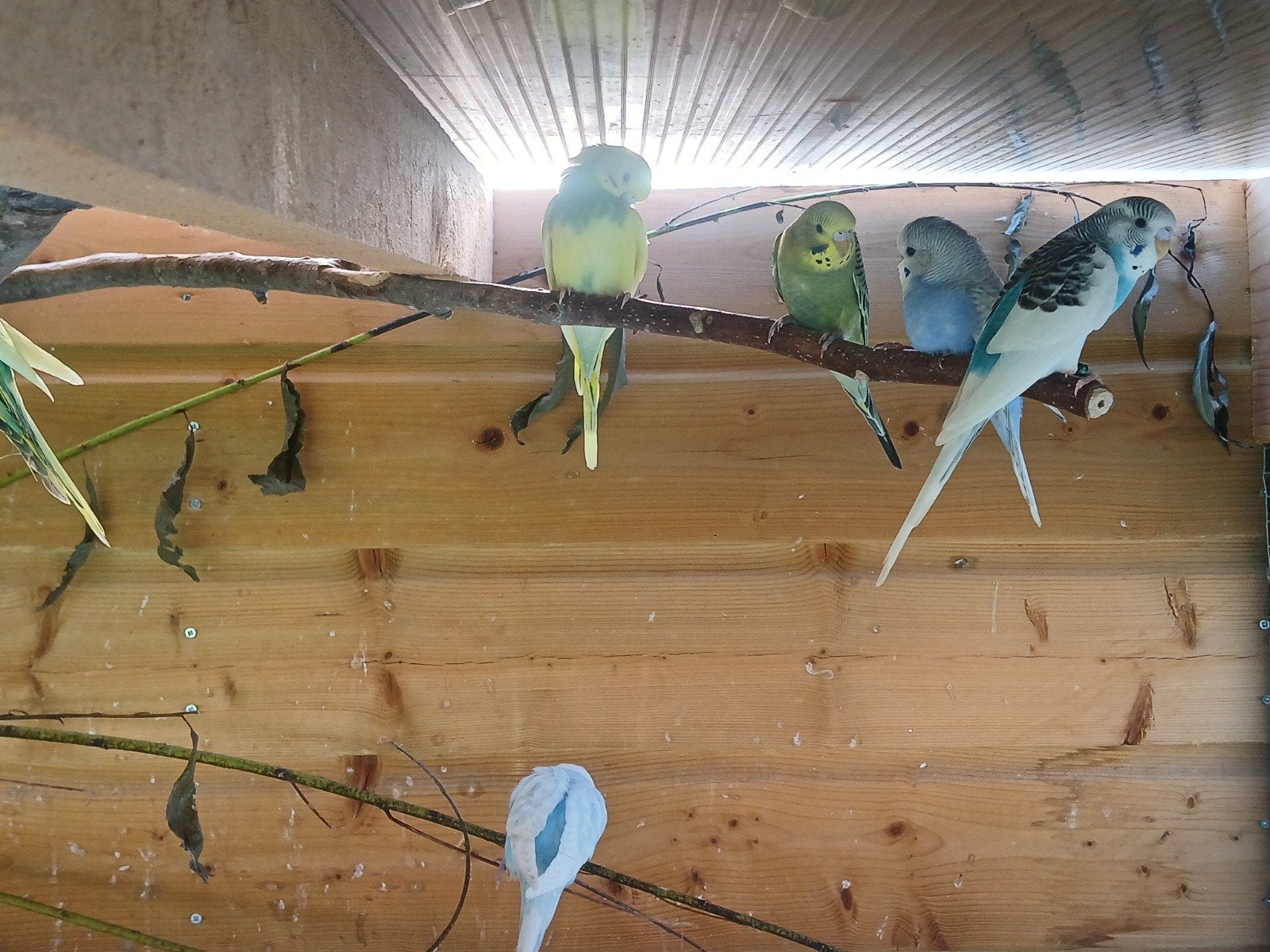 jong grasparkieten tekoop, Dieren en Toebehoren, Vogels | Parkieten en Papegaaien, Meerdere dieren, Parkiet