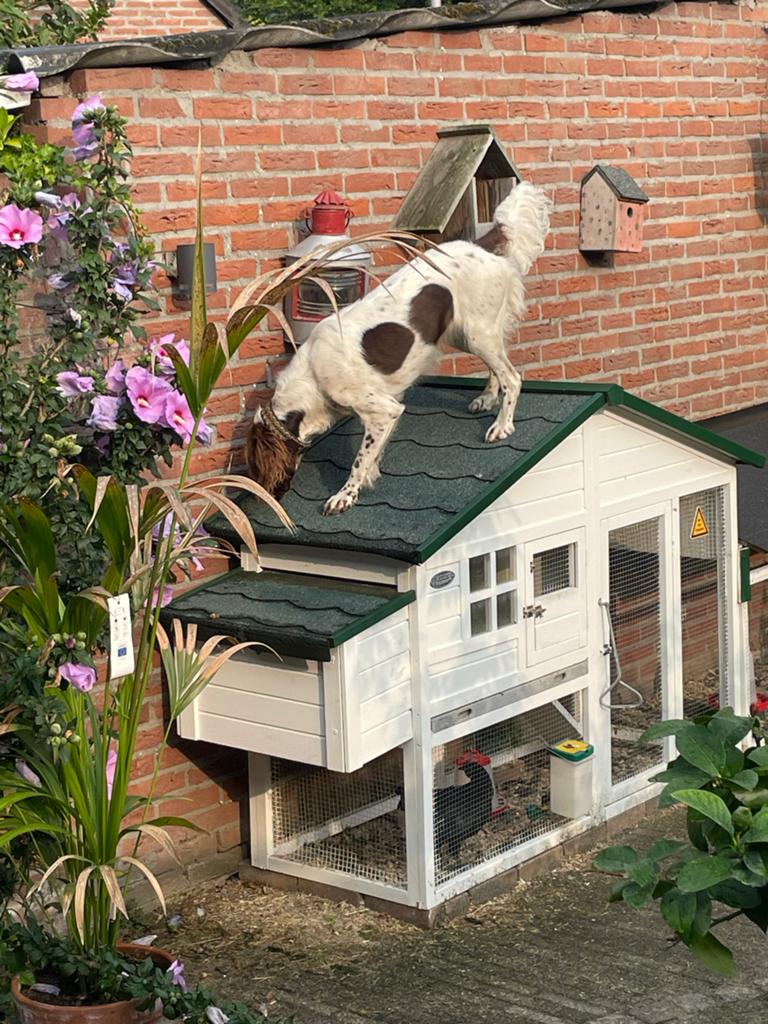 Kippenhok voor krielkipjes met afsluitbaar binnenhok., Dieren en Toebehoren, Pluimvee, Vrouwelijk, Kip