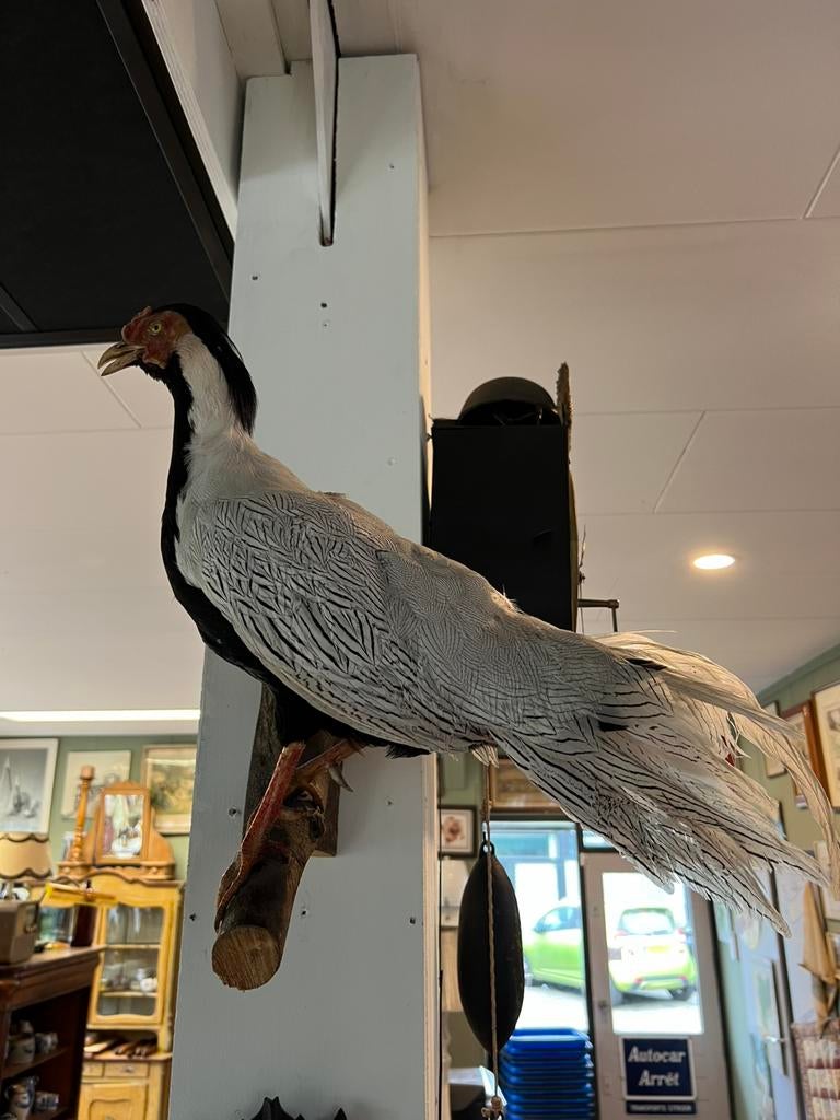 Taxidermie, Ophalen of Verzenden