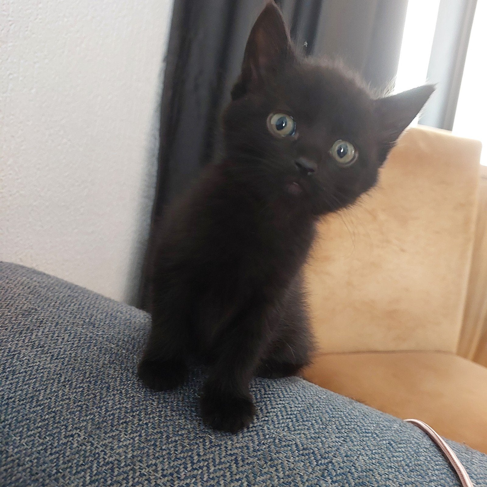 Zwarte Parels zoeken een liefdevol thuis, Poes