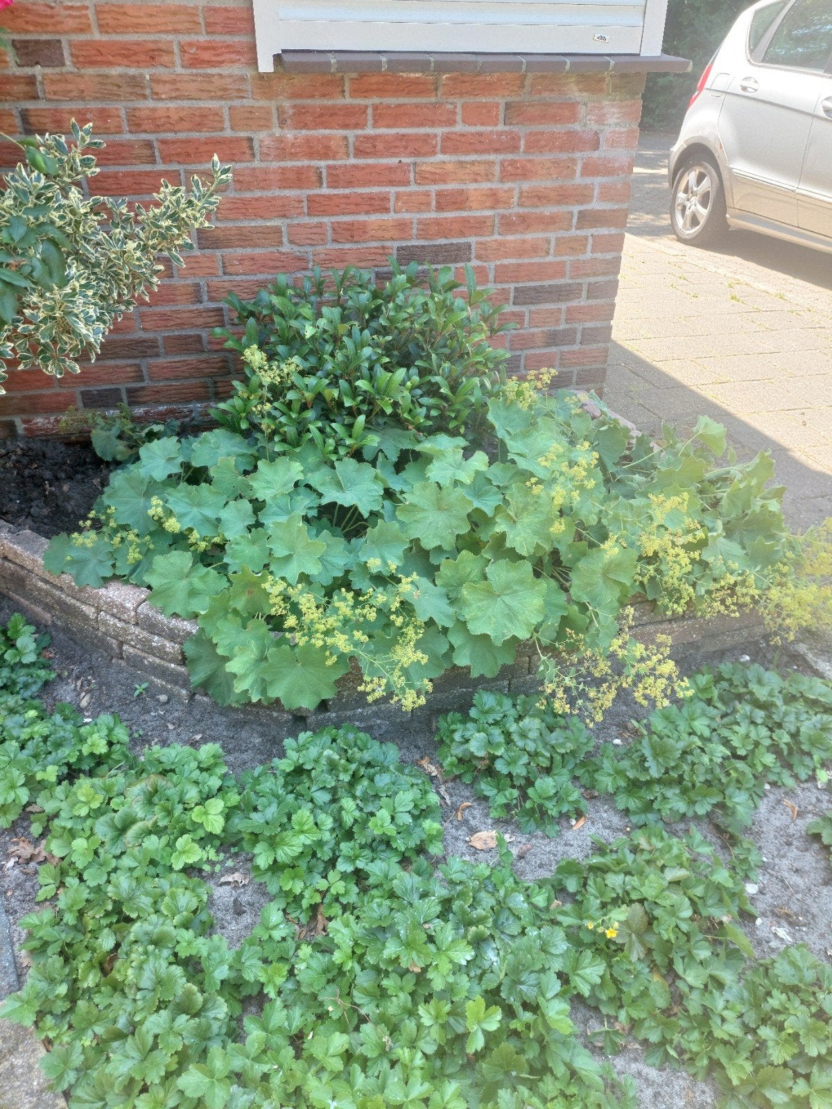 GRATIS PLANTEN, Tuin en Terras, Planten | Struiken en Hagen, Ophalen, Overige soorten, Minder dan 100 cm
