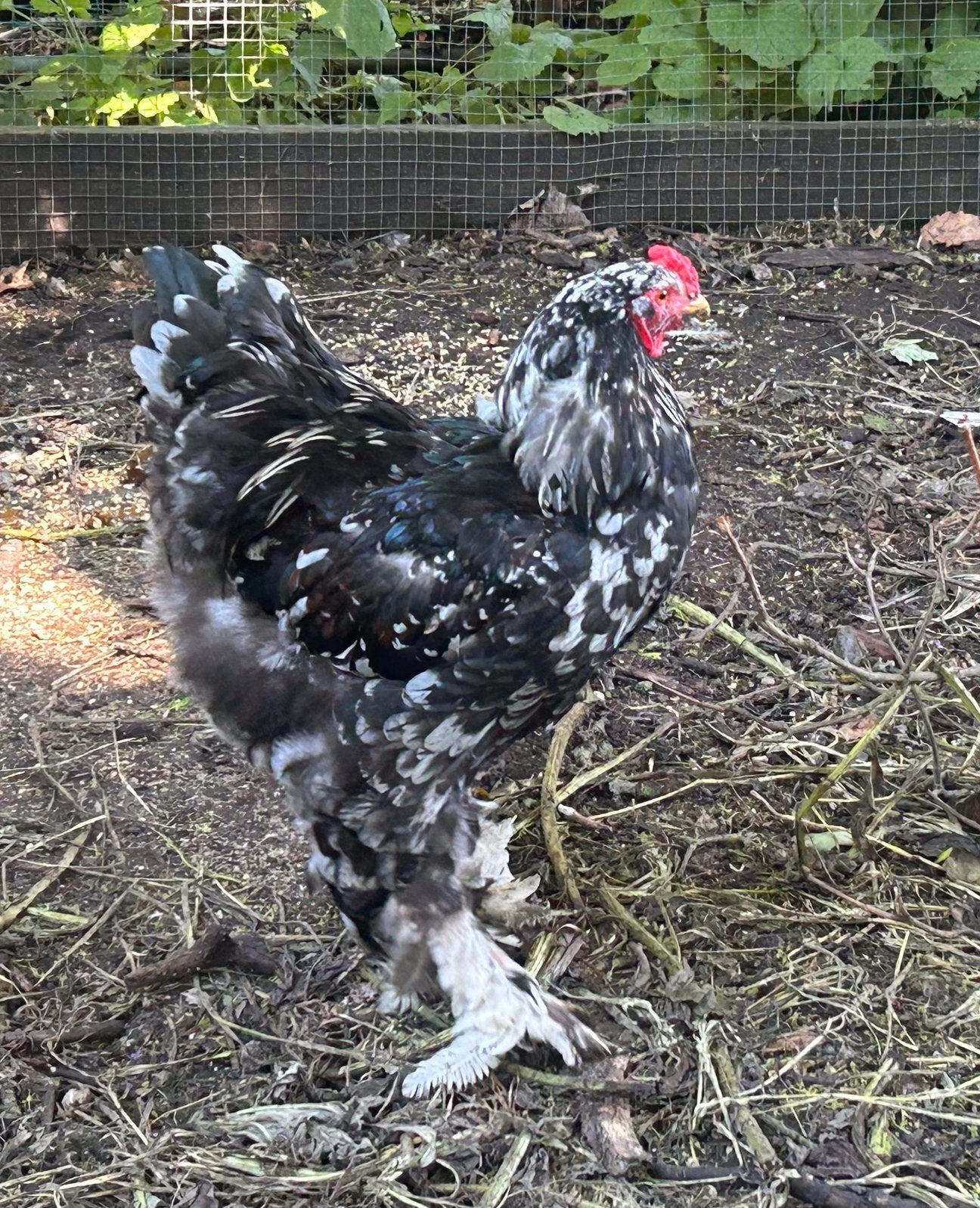 Mooie, jonge Brahma haan, Dieren en Toebehoren, Pluimvee, Mannelijk, Kip