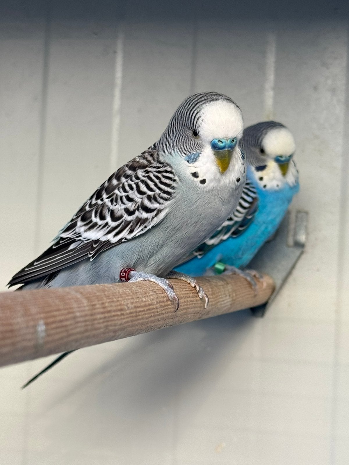 3 mannen, Mannelijk, Parkiet, Geringd