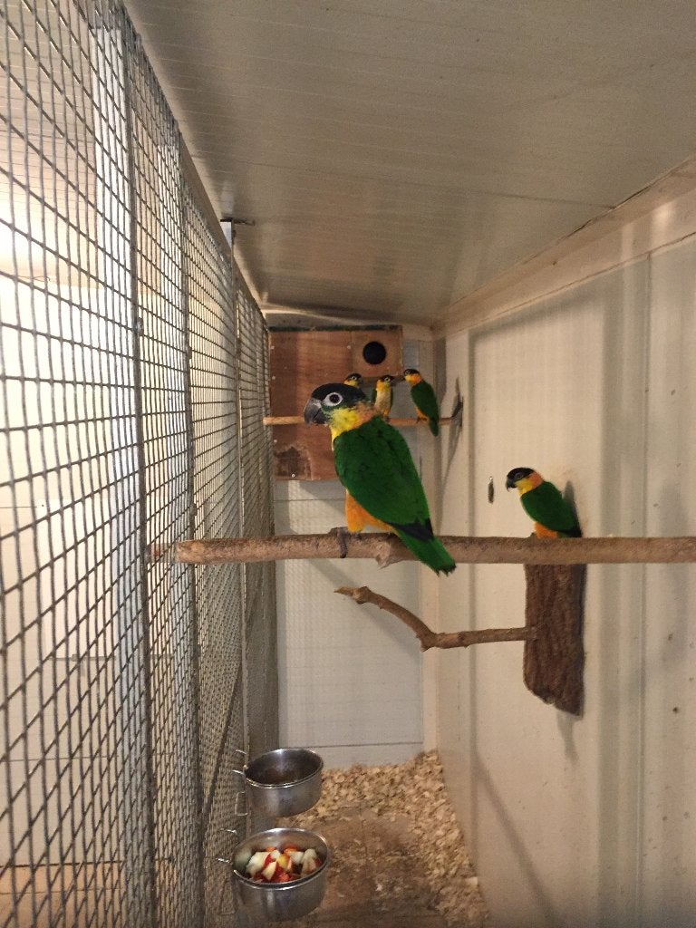 Zwartkop Caique, Vrouwelijk, Papegaai, Geringd