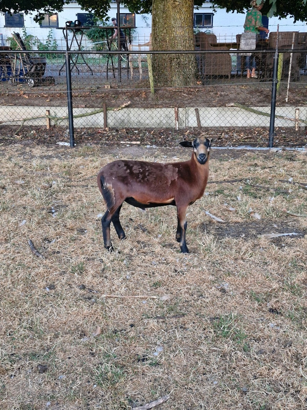 barbados black belly  blackbelly schaap, Dieren en Toebehoren, Schapen, Geiten en Varkens, Mannelijk, Schaap, 0 tot 2 jaar