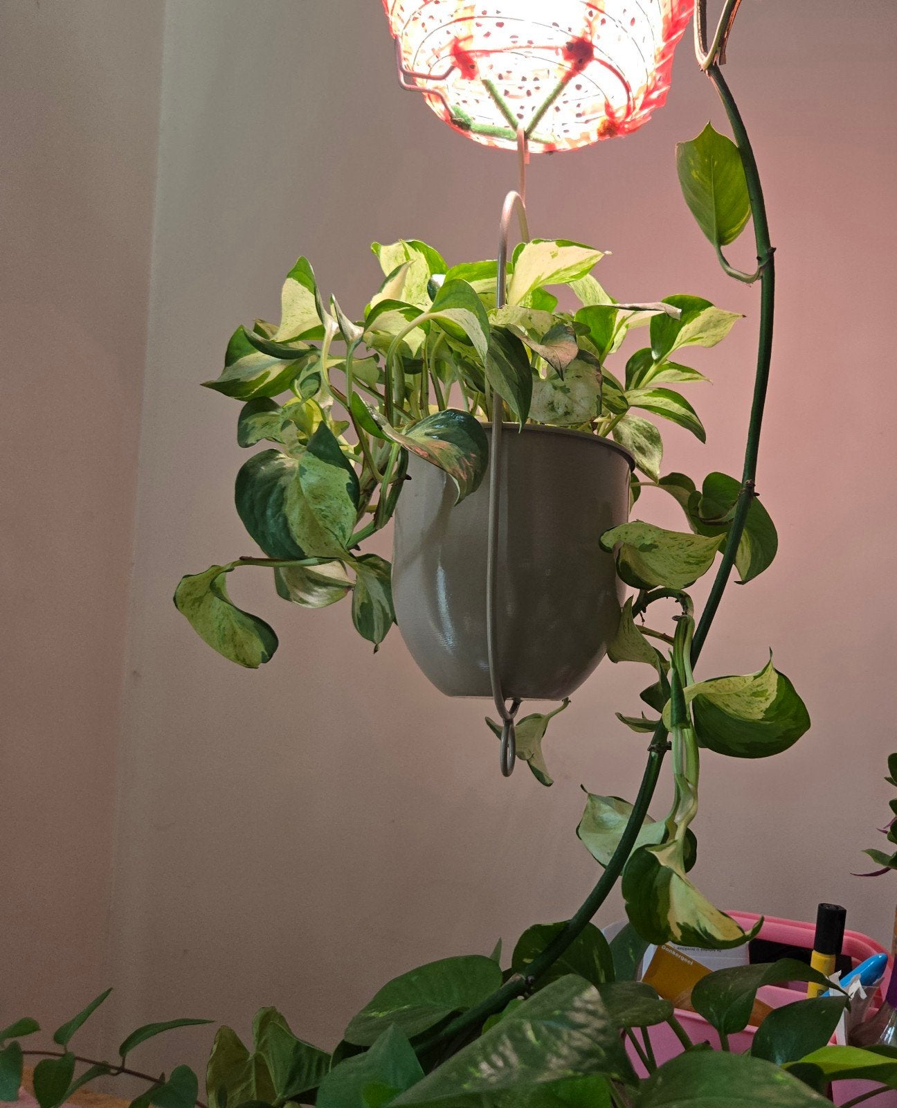 Philodendron, Pothos, Hoya, Syngonium, Tradescantia, Coleus, Huis en Inrichting, Kamerplanten, Ophalen, Halfschaduw, Minder dan 100 cm