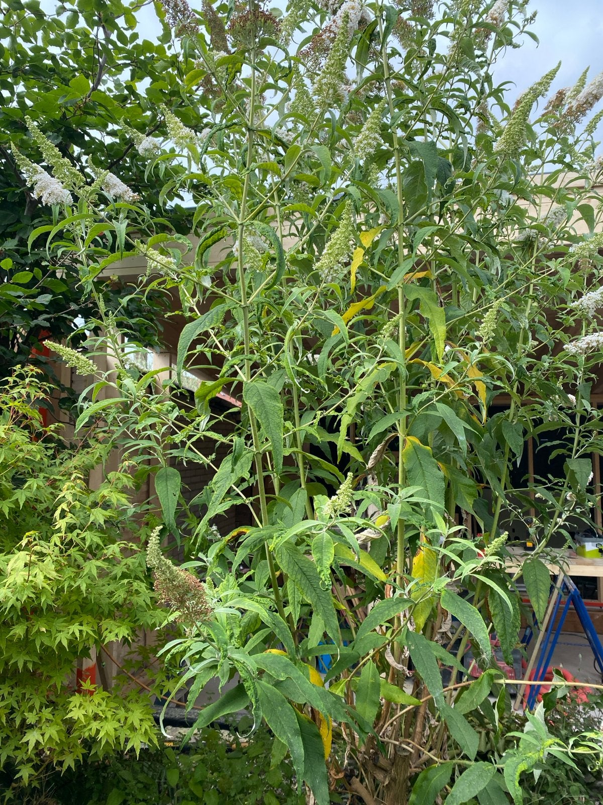 Vlinderstruik wit, Volle zon, Vaste plant, Zomer, Ophalen