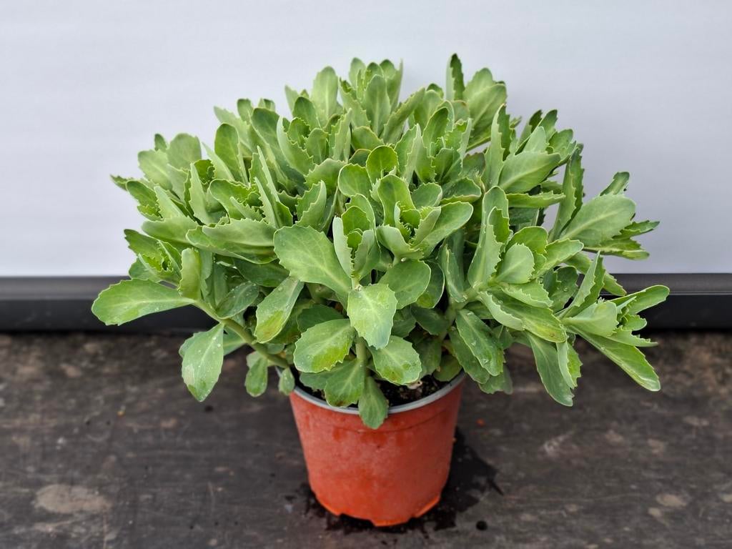 Sedum, Ophalen, Overige soorten, Volle zon