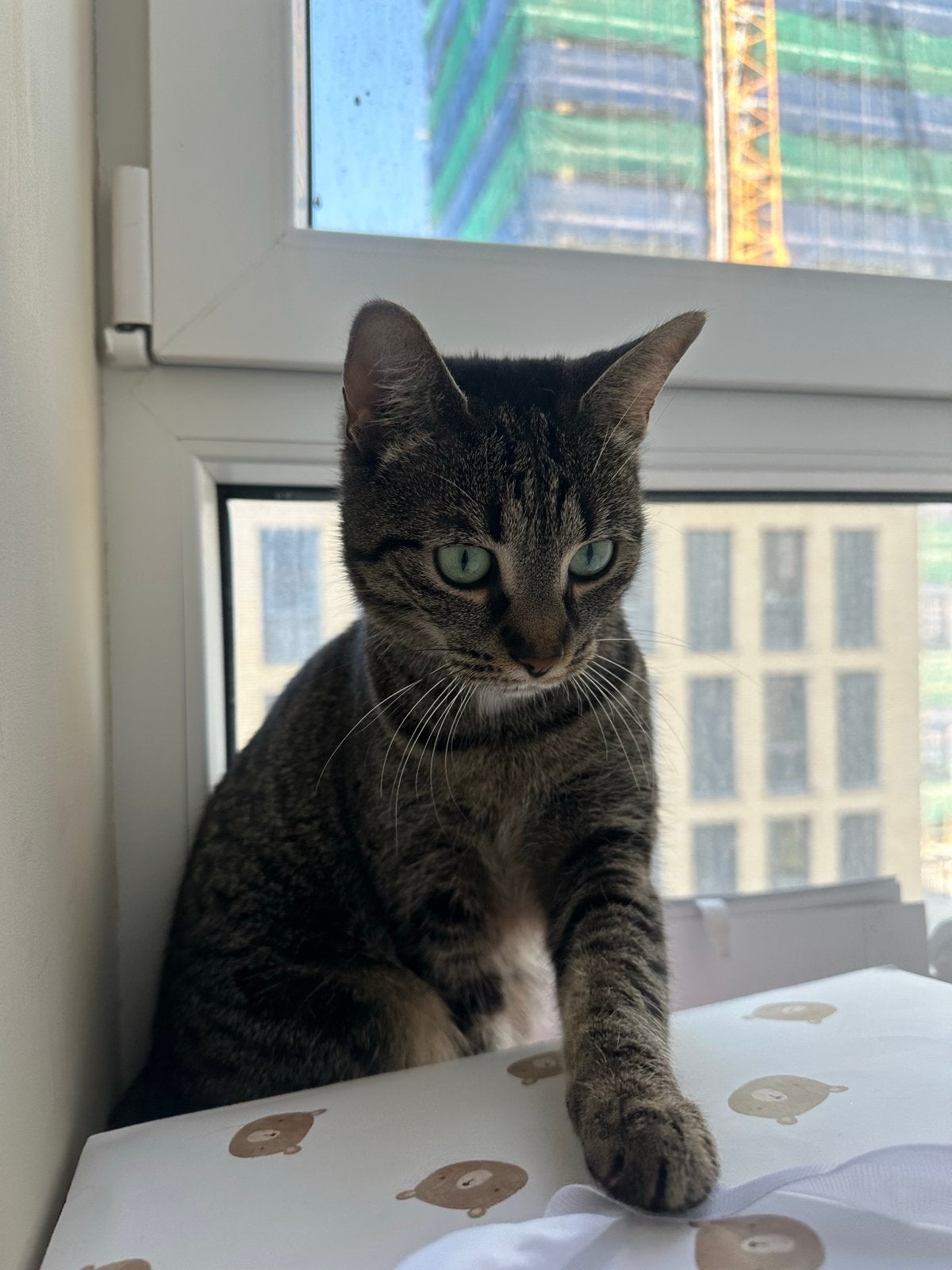 Bella kat, Poes, Kortharig, 3 tot 5 jaar