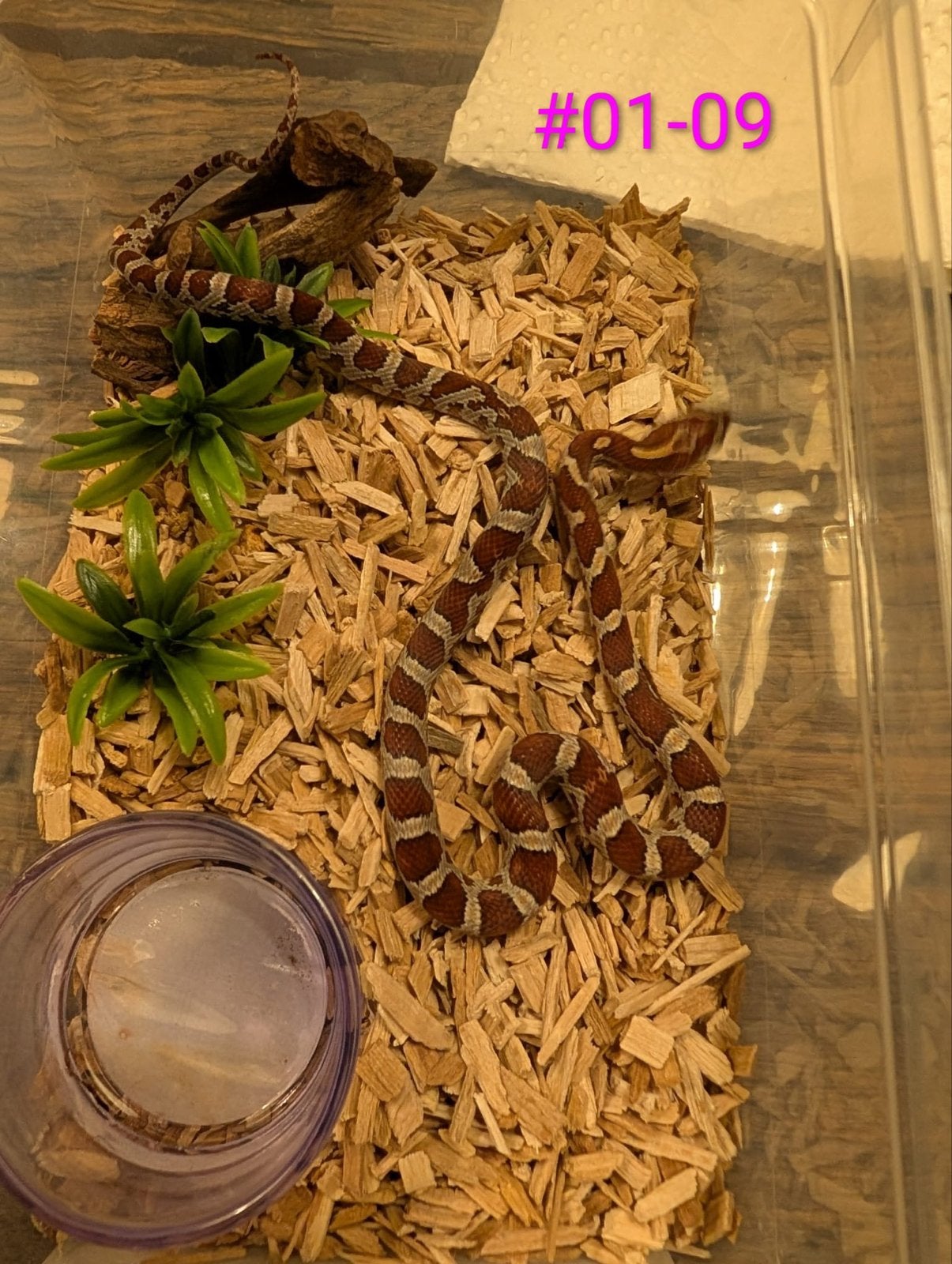 Jonge Classic Rattenslangen het Palmetto Rat Snake photo 3