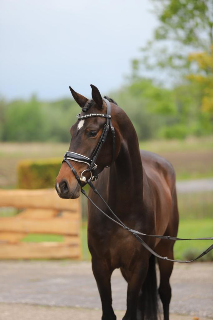 4 jarige merrie van Vitalis, Dieren en Toebehoren, Paarden, Merrie, Zadelmak, 160 tot 165 cm, 3 tot 6 jaar, Dressuurpaard