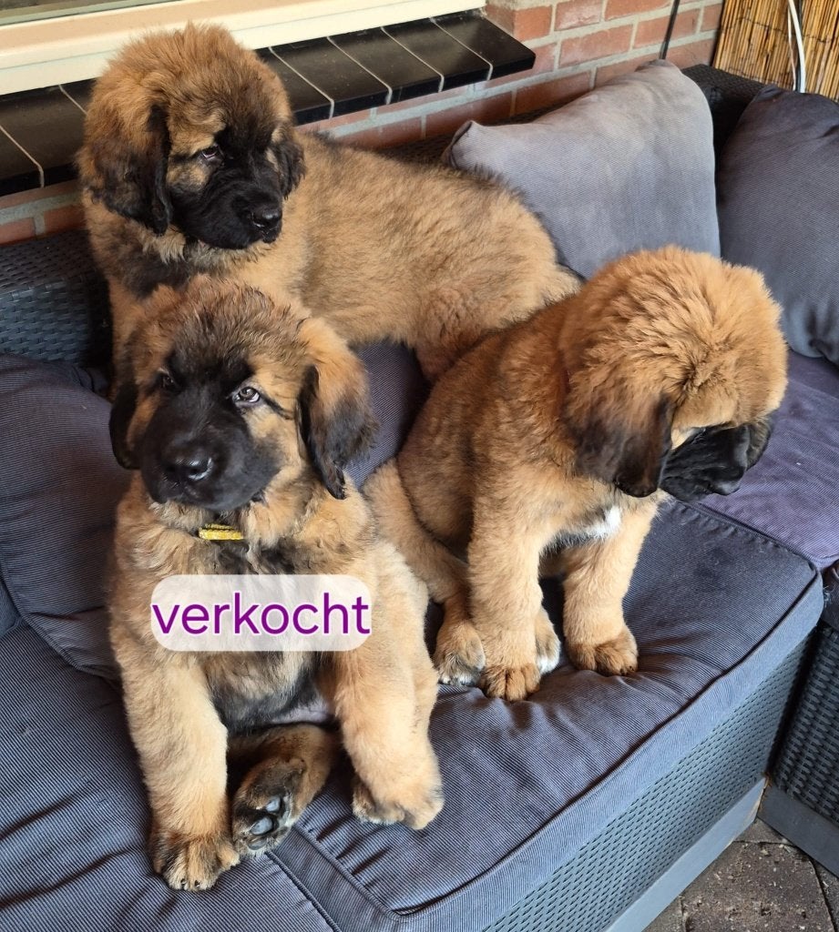 leonberger/chinese tibaanse mastiff, Dieren en Toebehoren, 8 tot 15 weken, Meerdere, Meerdere dieren, Nederland