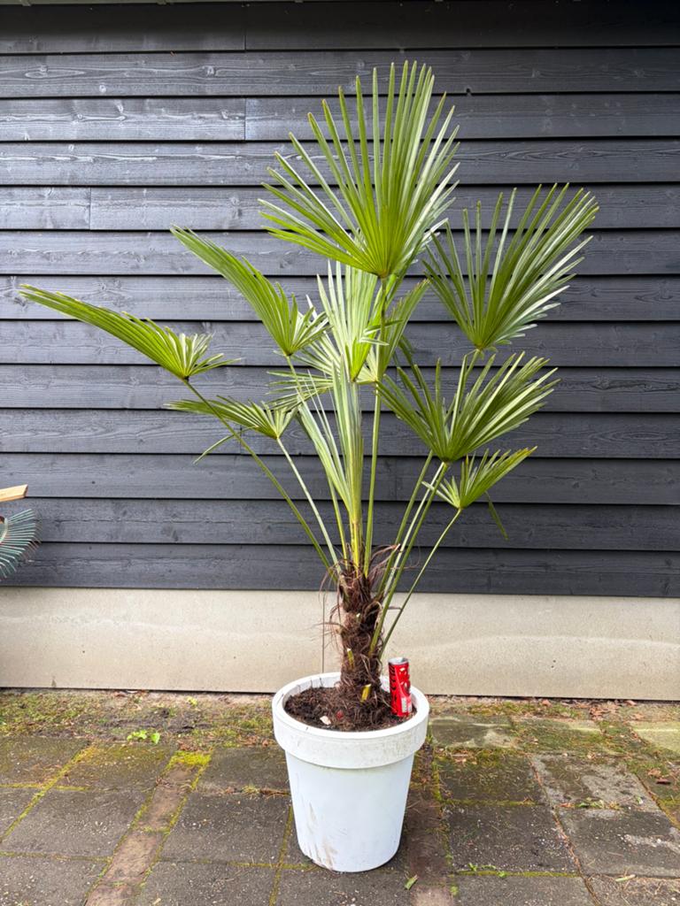 Trachycarpus Wagnerianus winterharde palmboom, 100 tot 250 cm, Zomer, Palmboom, Ophalen