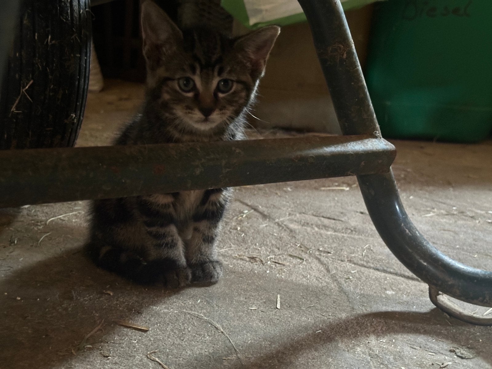 Nog 1! boerderij kittens, Meerdere dieren