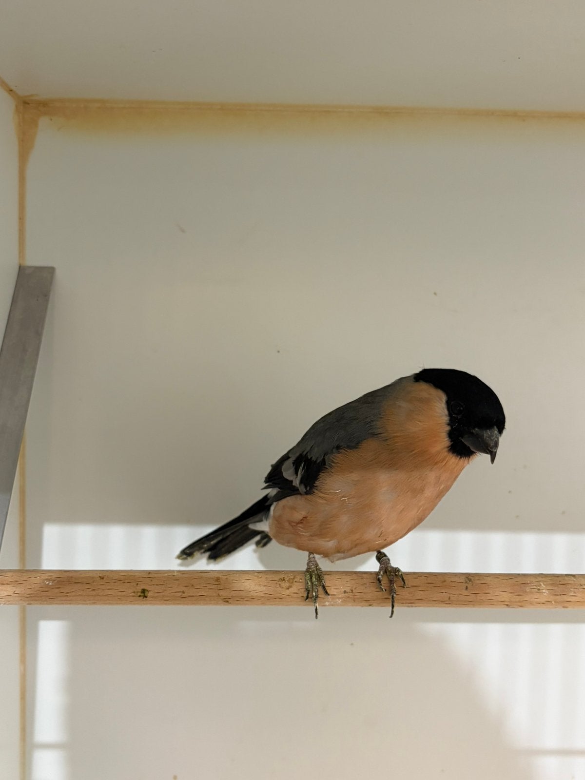 Goudvink man, Mannelijk, Wildzangvogel