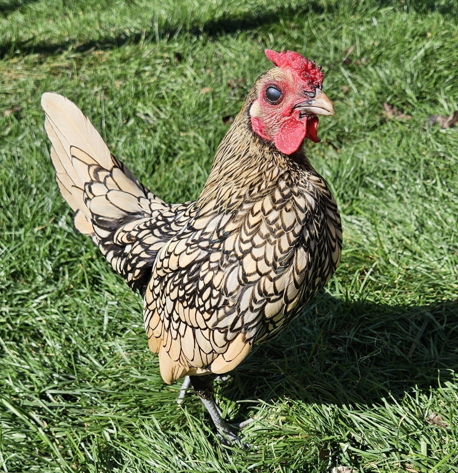 Sebright Hanen, Mannelijk, Kip