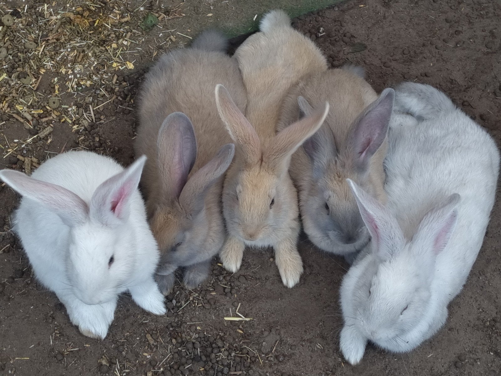 Duitse reus, Dieren en Toebehoren, Konijnen, Meerdere dieren, Groot, 0 tot 2 jaar