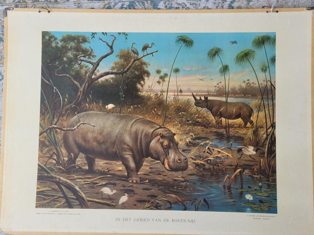 Vintage Nijlpaard en Neushoorn Print - J.B. Wolters, Ophalen of Verzenden, Natuur en Biologie