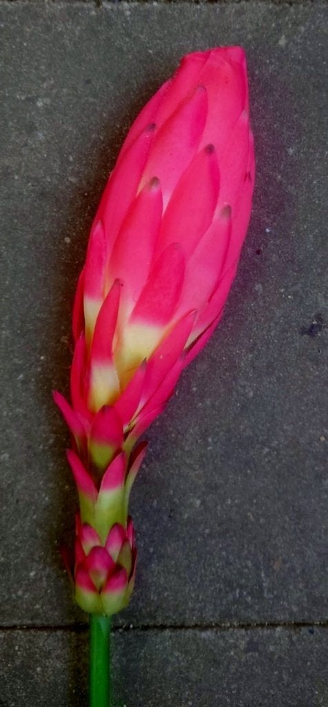 EXOTISCHE BLOEM - REAL TOUCH, Ophalen of Verzenden, Nieuw