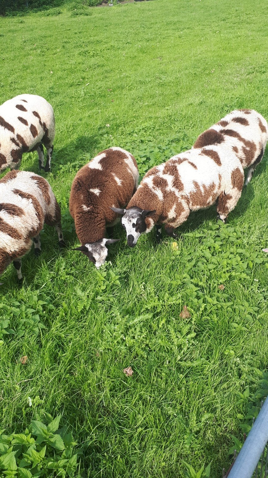 Bonte dekkrammen, Dieren en Toebehoren, Mannelijk, Schaap