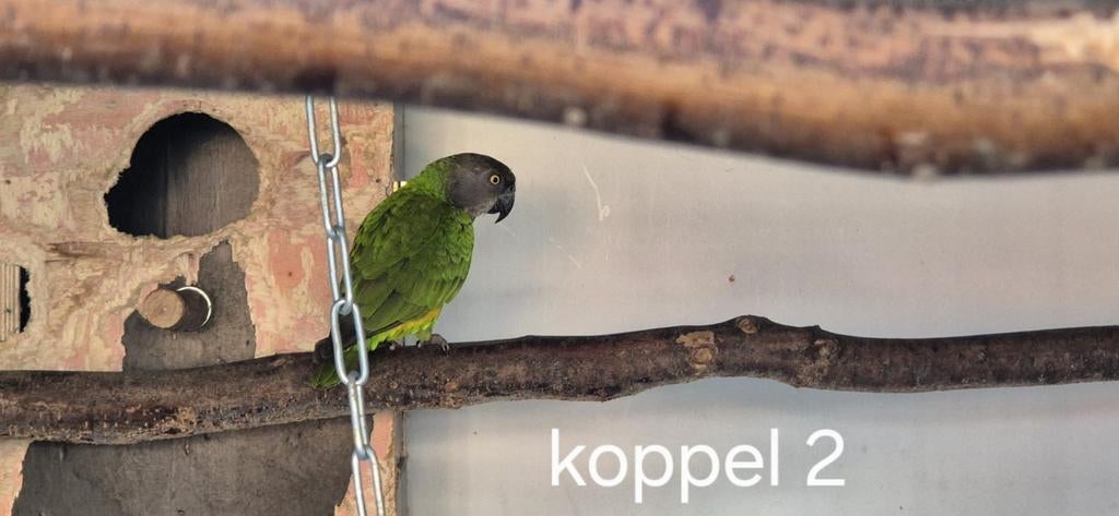 Koppel bonte boeren, Dieren en Toebehoren