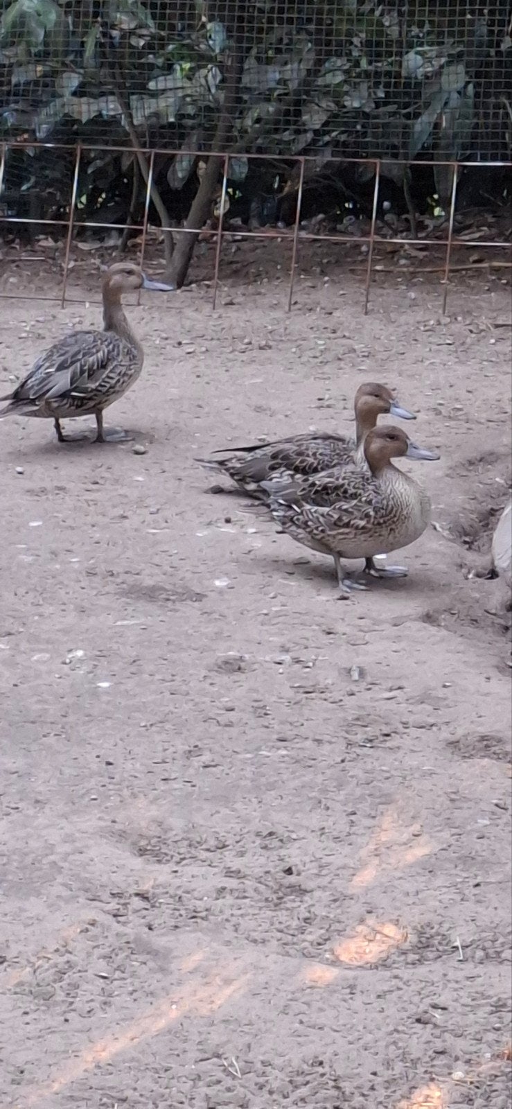 tekoop pijlstaarteenden, Dieren en Toebehoren, Pluimvee, Meerdere dieren, Kip