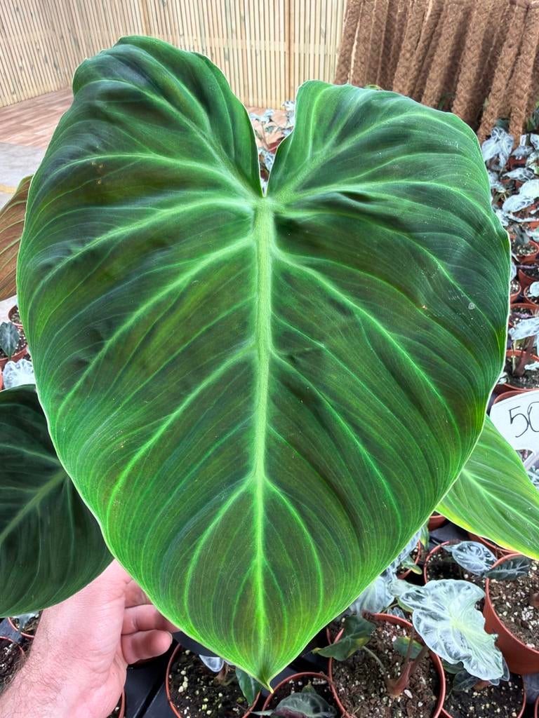 Philodendron El Choco Red - Zeldzame Kamerplant - Pot 17cm, Huis en Inrichting, Kamerplanten, Ophalen of Verzenden