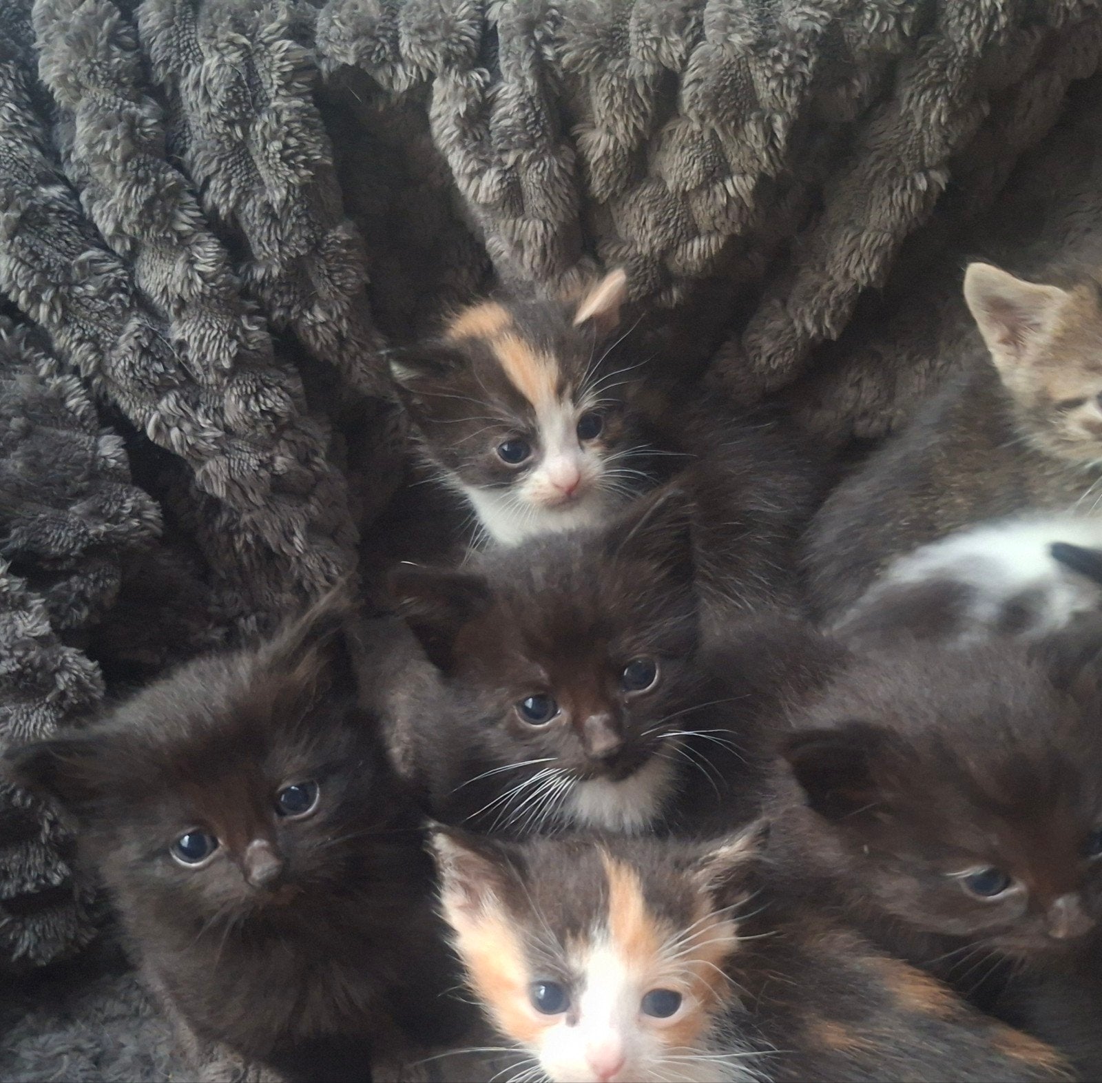 mooi nestje kittens ( 2 gereserveerd )