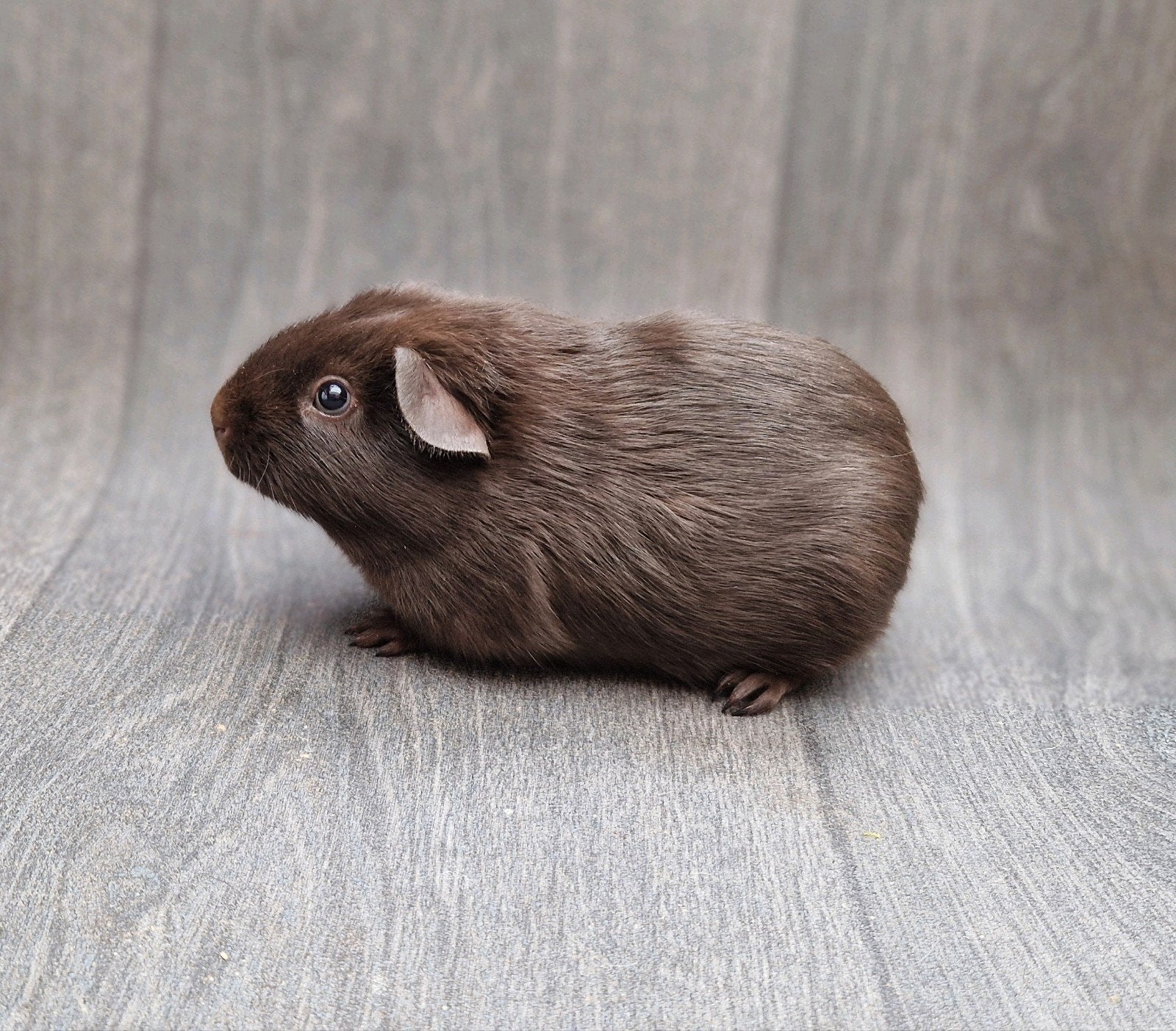 cavia gladhaar beer, Dieren en Toebehoren, Cavia, Mannelijk, Tam, Oktober