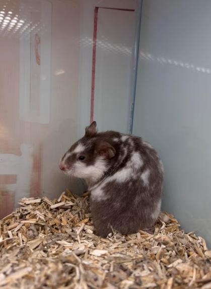 Goudhamster man, Dieren en Toebehoren, Hamster, Mannelijk, Januari, Tam