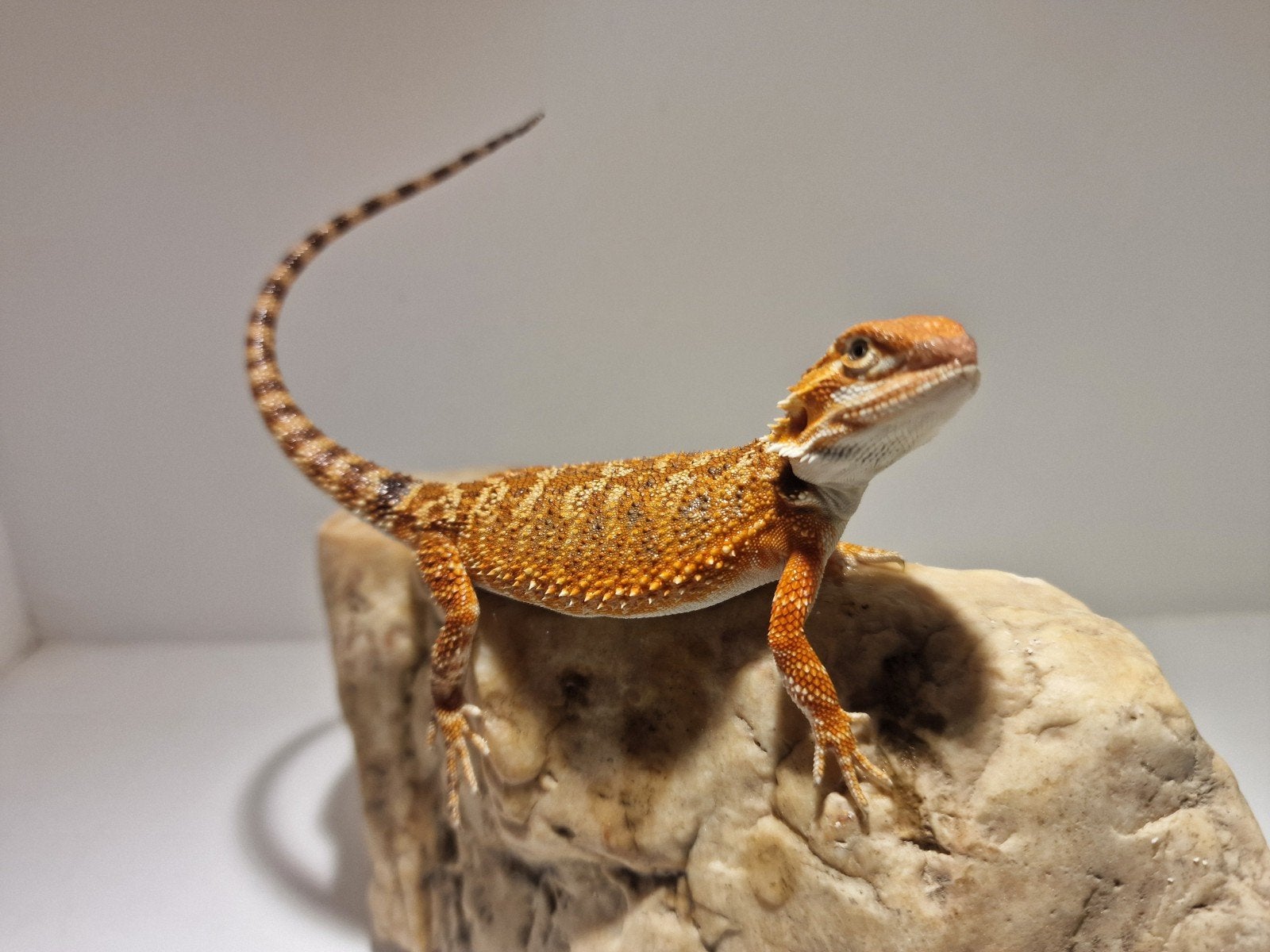 DRACO REPTILES – Prachtige Baardagaam Nakweek Bearded Dragon photo 17