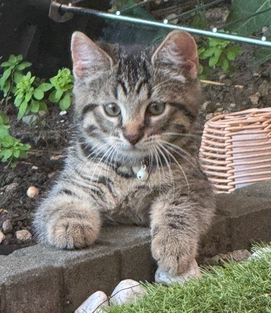 2 hele lieve kittens, Dieren en Toebehoren, Katten en Kittens | Overige Katten, Poes