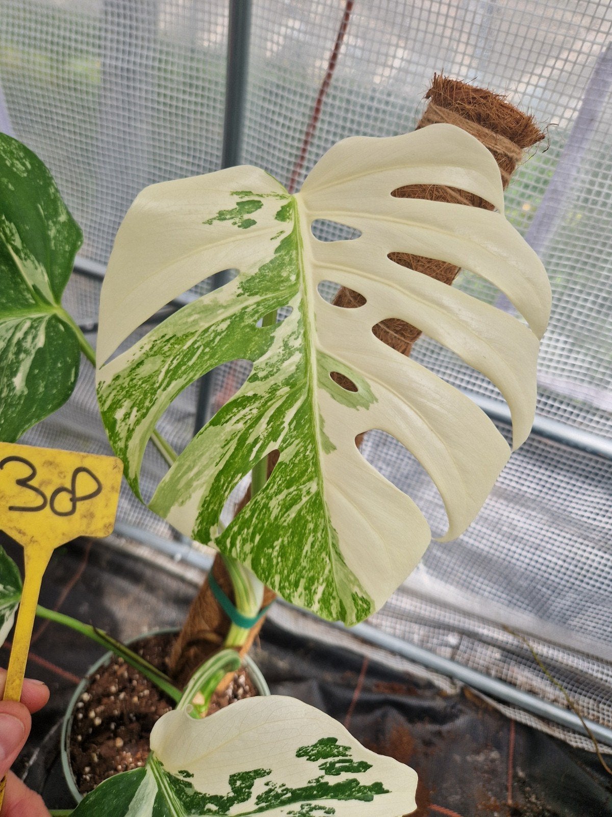 Monstera Deliciosa Albo Variegata kamerplant #38, Ophalen of Verzenden, Halfschaduw, Minder dan 100 cm