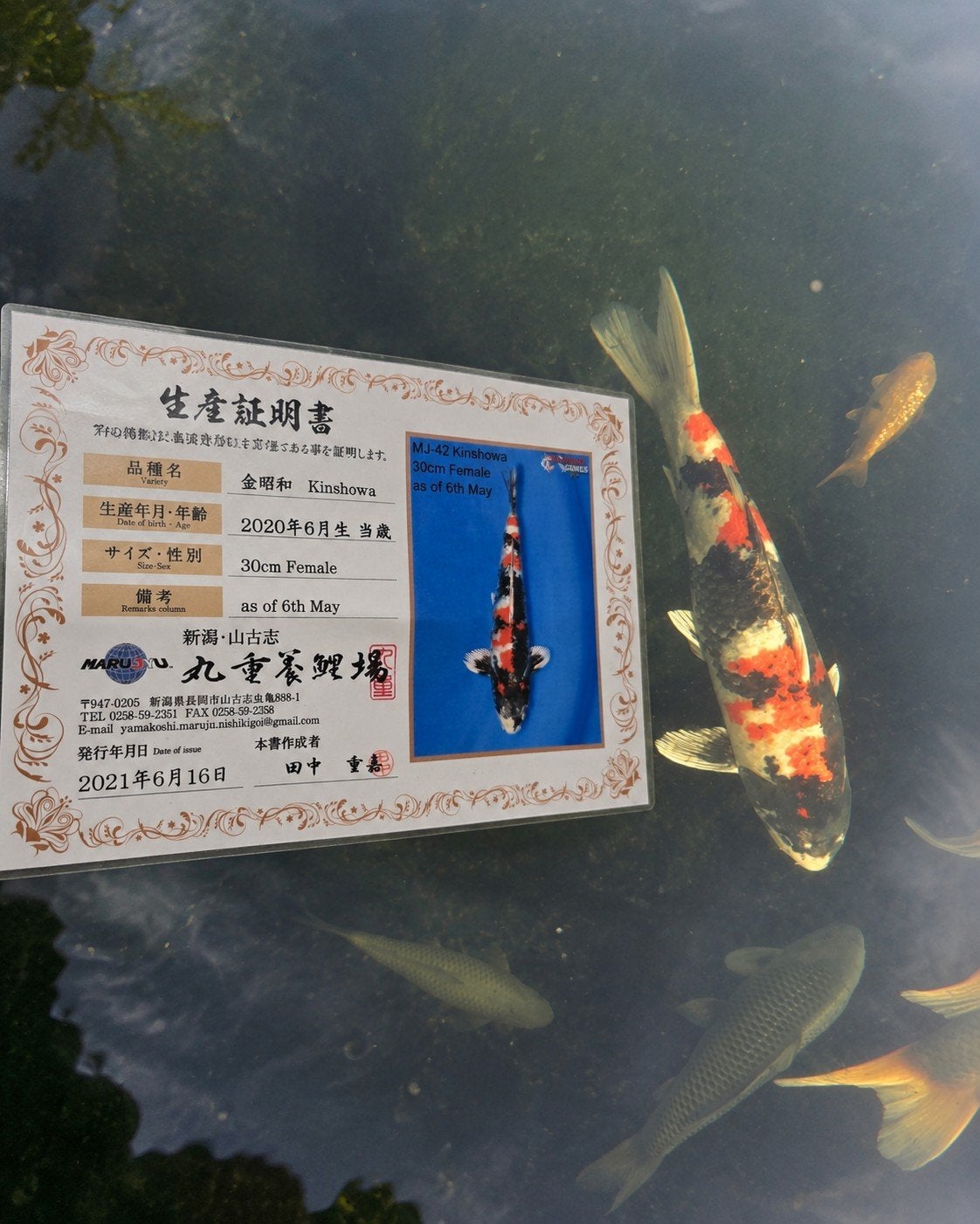Zeer mooie en bijzondere KinShowa 60-65cm, Dieren en Toebehoren, Karper of Koi