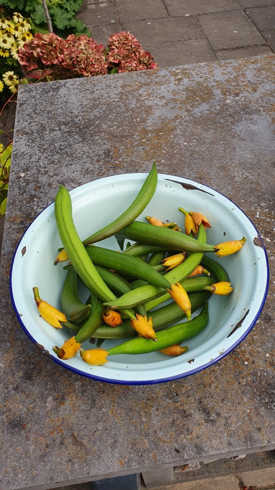 zaden zaad peulen zaaddozen Campsis Radicans, Ophalen