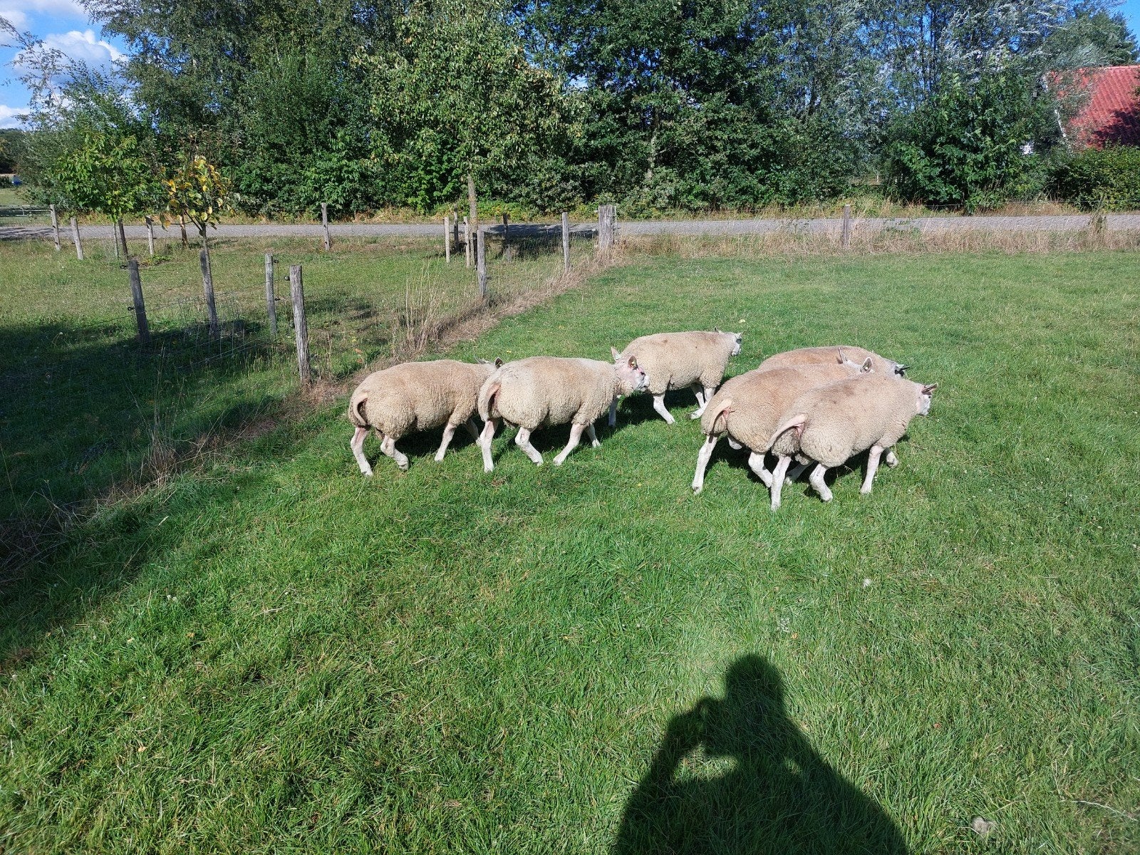 texelaar dek rammen, Dieren en Toebehoren, Mannelijk, Schaap, 0 tot 2 jaar
