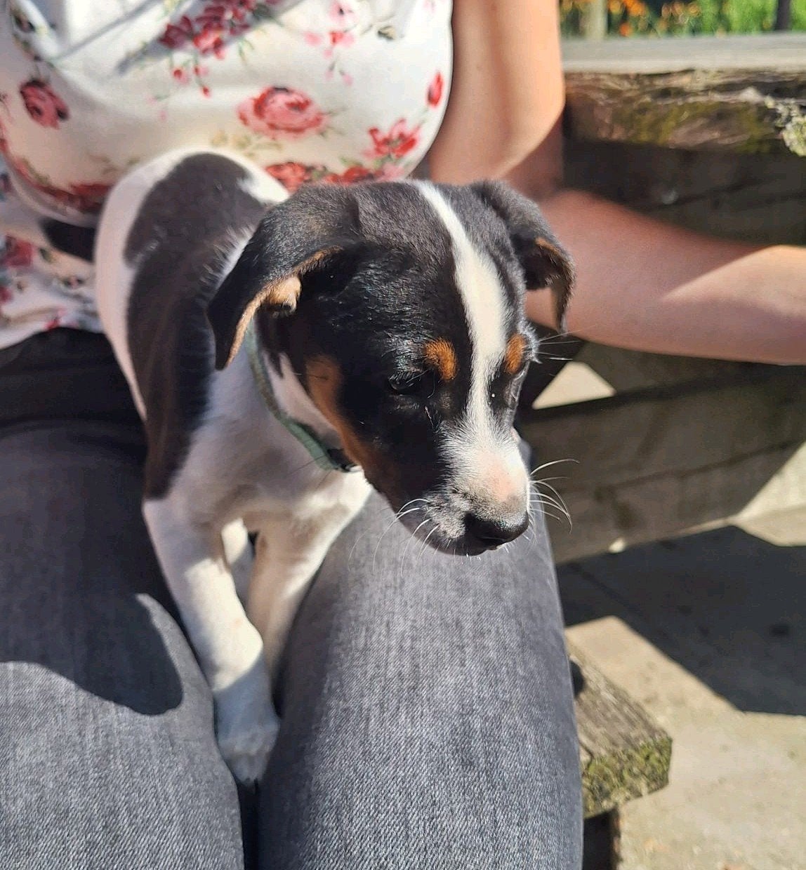 Boerenfox pup/ 1 reutje te koop, Reu, Meerdere, Klein, Nederland