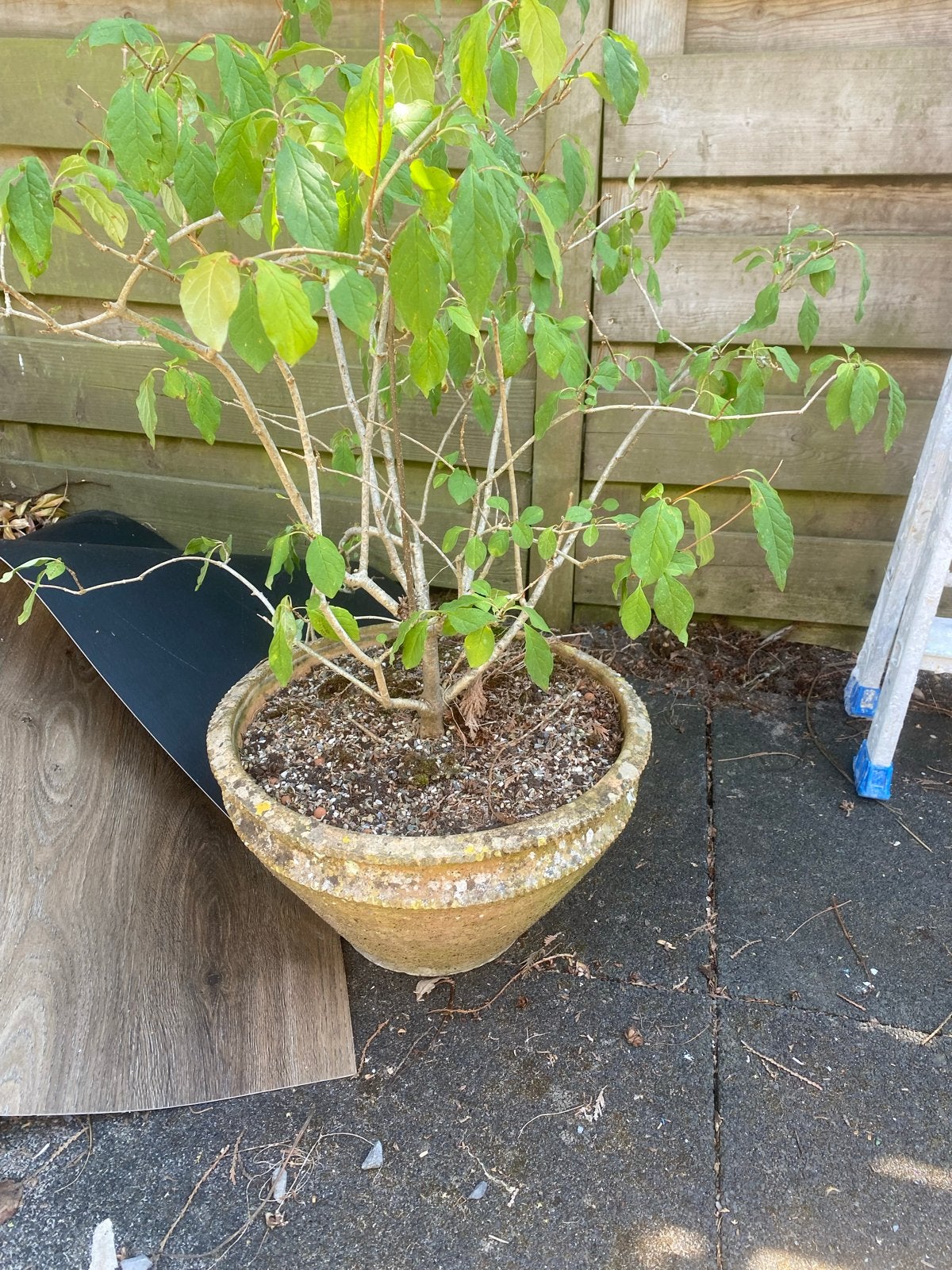 Grote plant in terracotta pot, Tuin en Terras, Ophalen, Gebruikt, Balkon, Rond