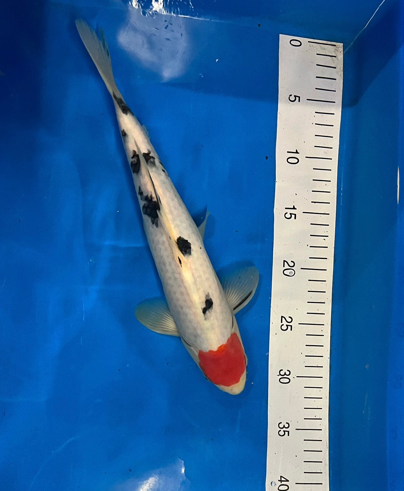 tancho sanke, Dieren en Toebehoren, Karper of Koi