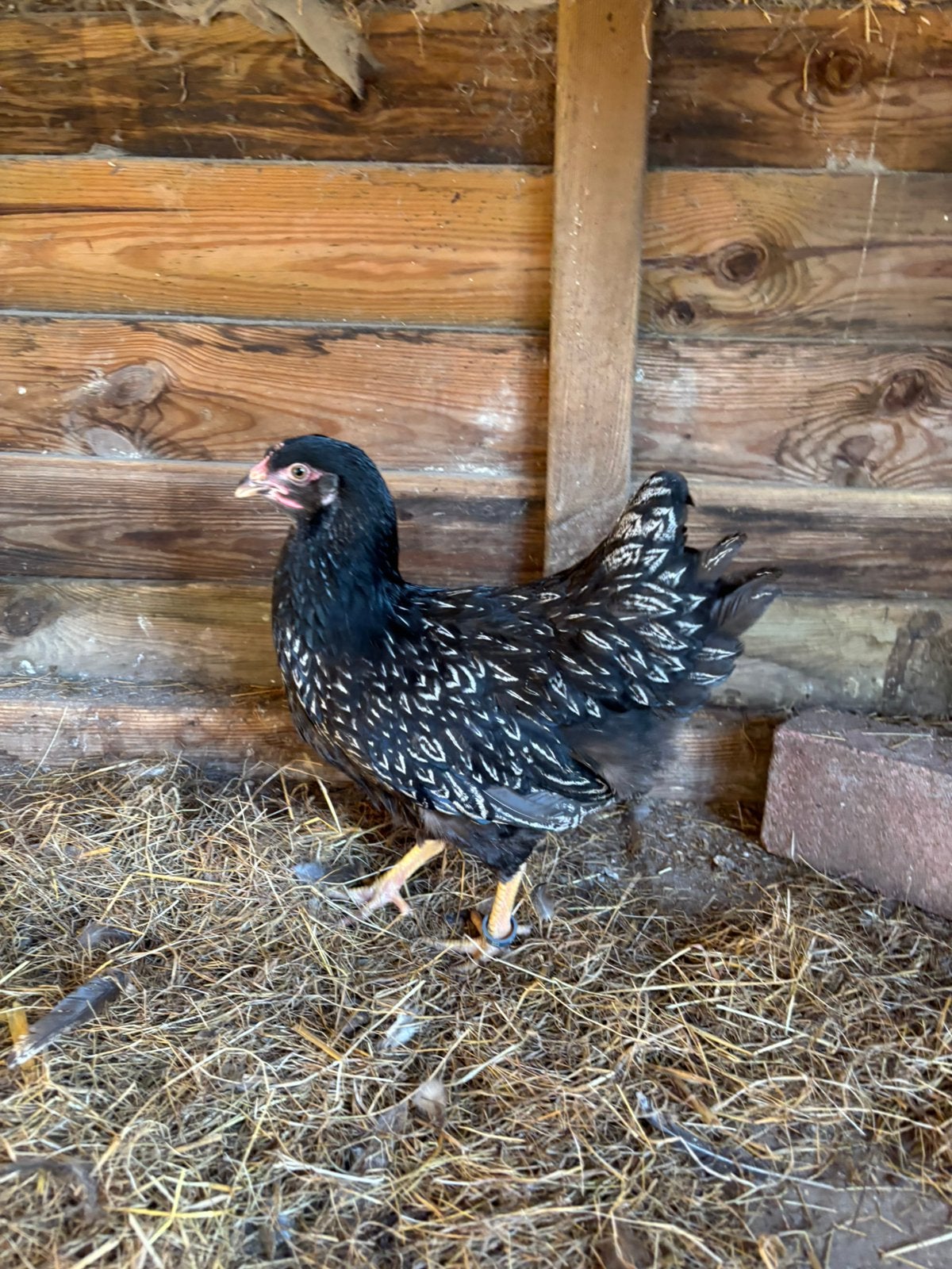 Dubbelgezoomde barnevelder hennen in verschillende kleuren, Dieren en Toebehoren, Vrouwelijk, Kip