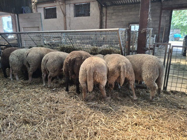 Ooi en Ram lammeren, Dieren en Toebehoren, Schapen, Geiten en Varkens, Meerdere dieren, Schaap, 0 tot 2 jaar