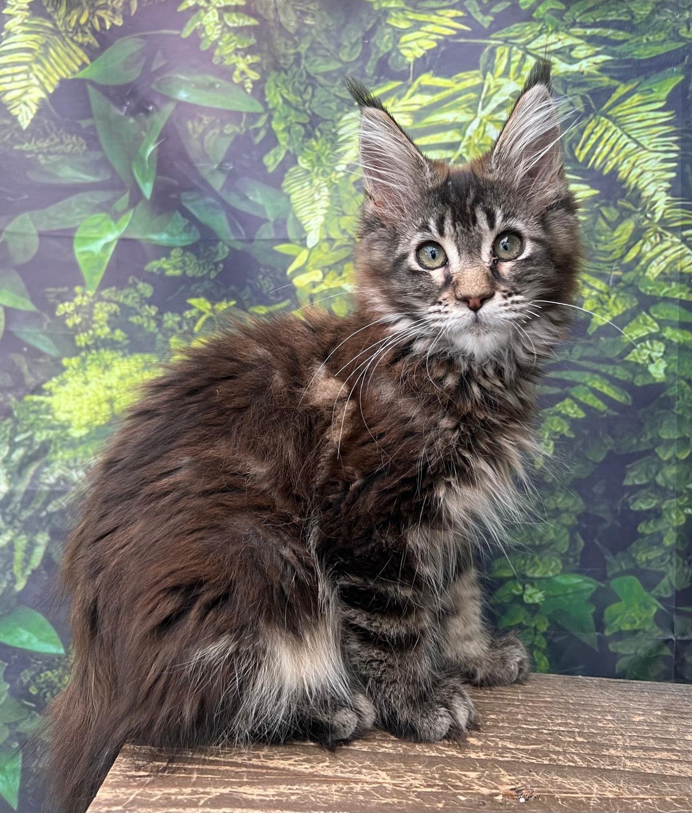 Maine coon kitten, Poes, Met stamboom, 0 tot 2 jaar