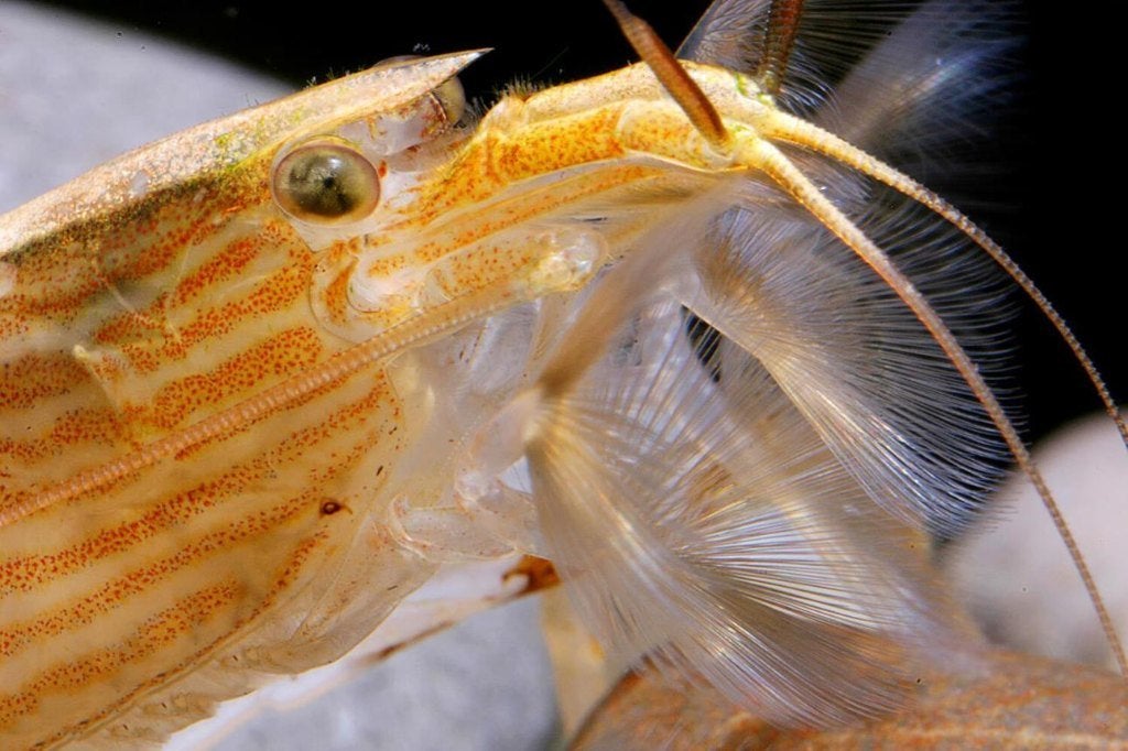 Aziatische Rots garnalen - Waaierhandgarnaal XL, Kreeft, Krab of Garnaal, Zoetwatervis