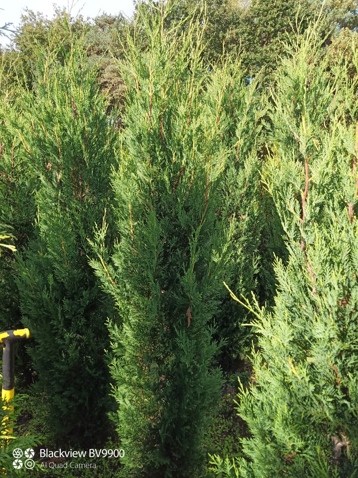conifeer leylandii 2001 +-200cm snelgroeiende coniferen