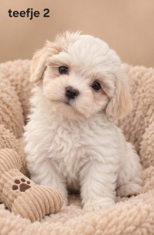 prachtige boomerpups. Shi tzu maal maltezer., Parvo, Overige rassen, 8 tot 15 weken, Meerdere