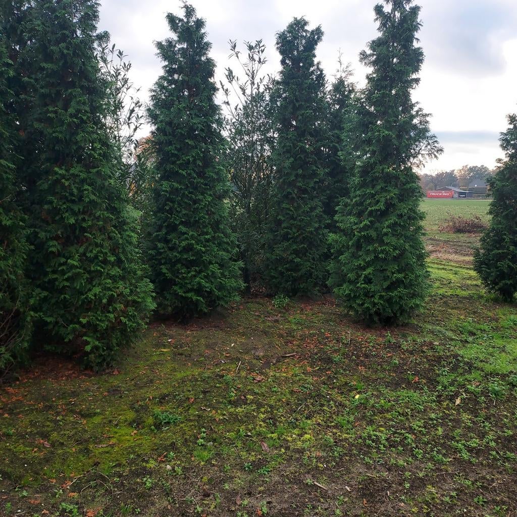 Hoge coniferen, Bloeit niet, Halfschaduw, 100 tot 250 cm, Overige soorten