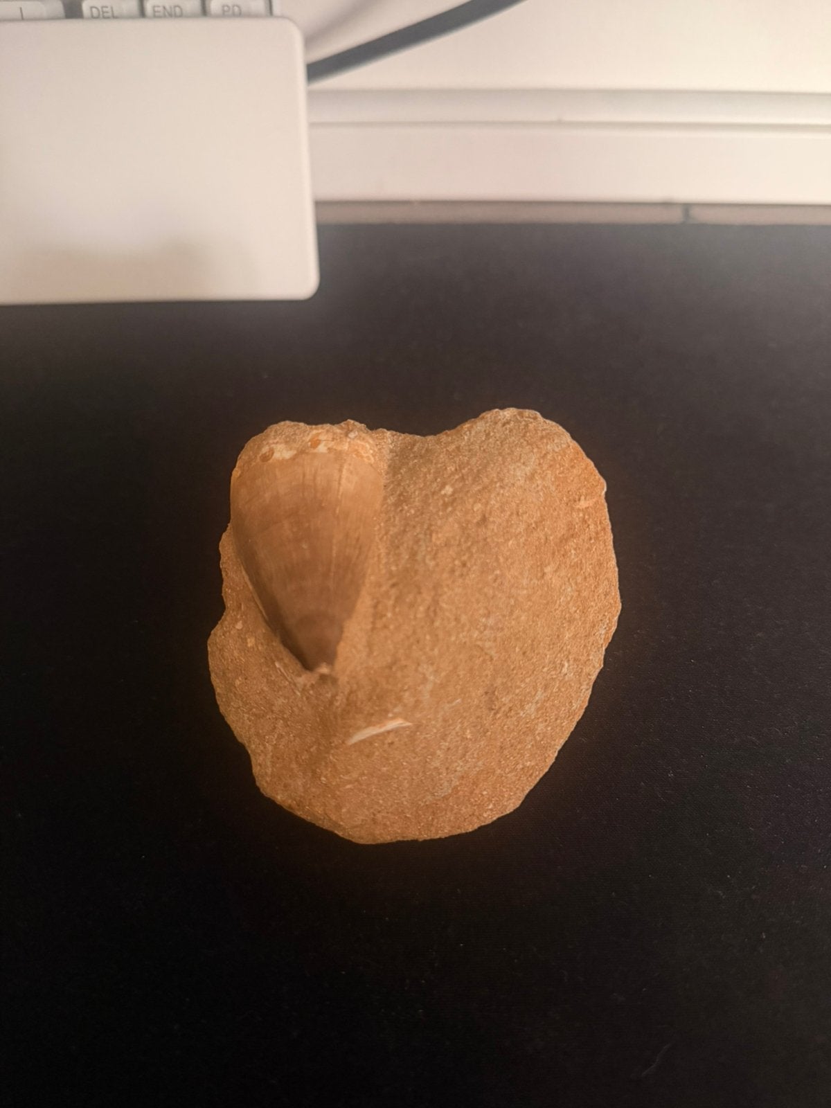 Echte mosasaurus tand, Minder dan 25 mm, Ophalen of Verzenden, Zo goed als nieuw, Plank