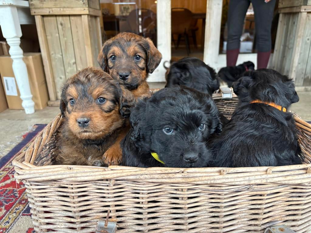 Prachtige Labradoodle x Rottweiler pups!, Ophalen