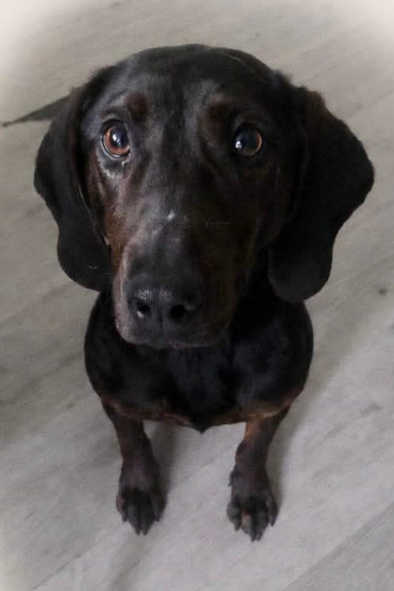 Met SPOED op zoek naar een baasje, Dieren en Toebehoren, Honden | Niet-rashonden, Particulier, Rabiës (hondsdolheid), Buitenland