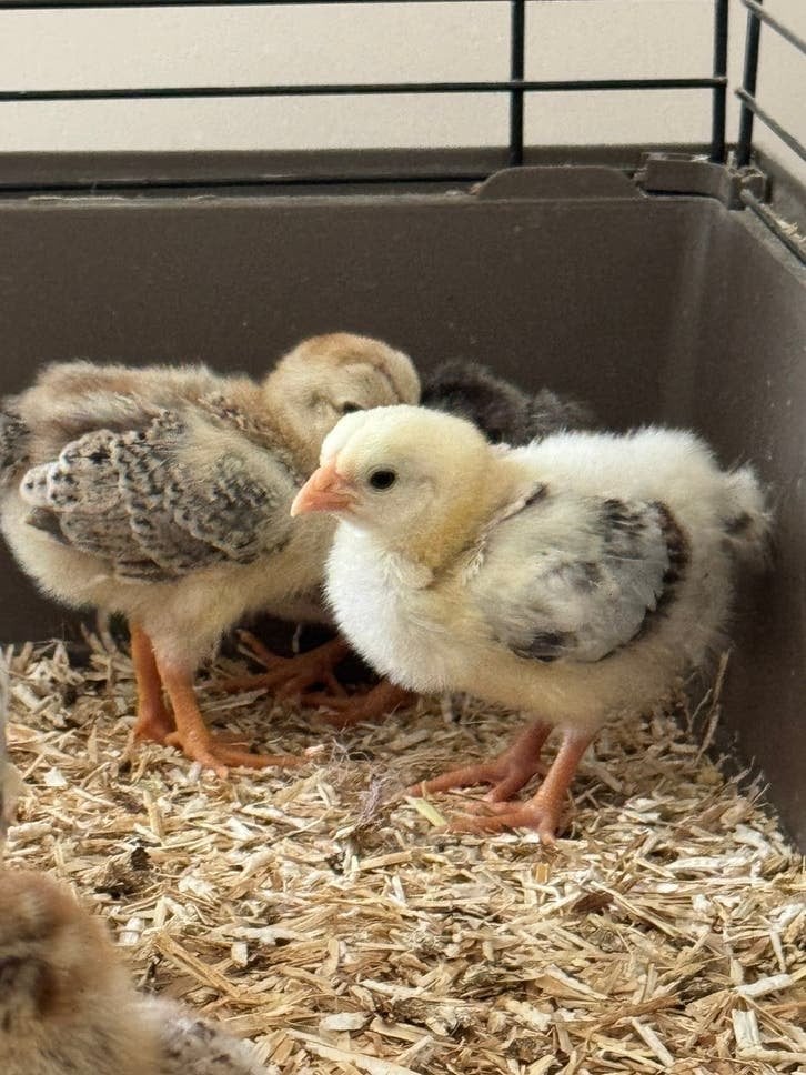 Jonge wyandotte kriel kuikens zalm haan, Meerdere dieren, Kip